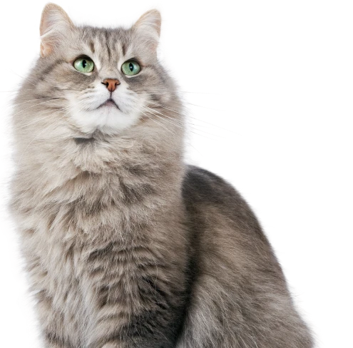 cat-featured-category-furco