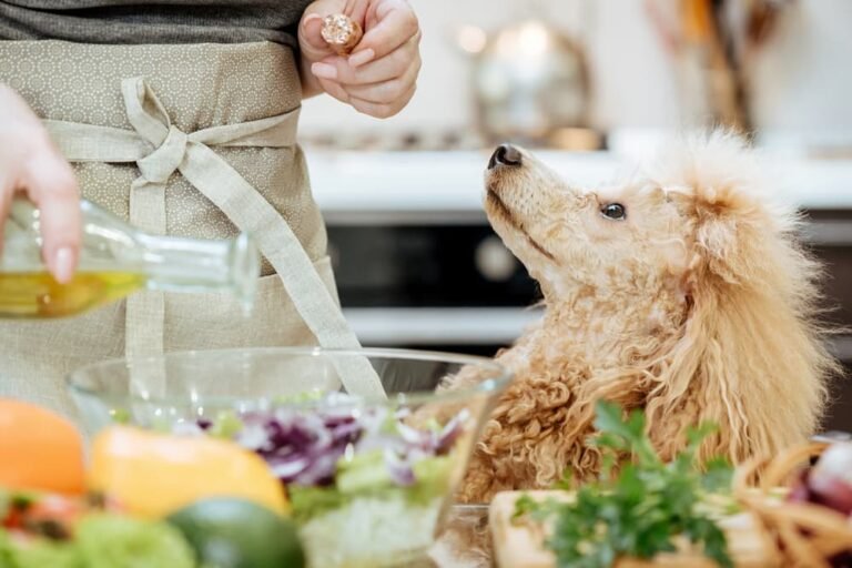 what food is best for your pet Furco